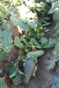 Zucchini plant with ripe vegetables in garden