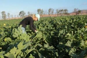 Person harvesting zucchini in a farm field.